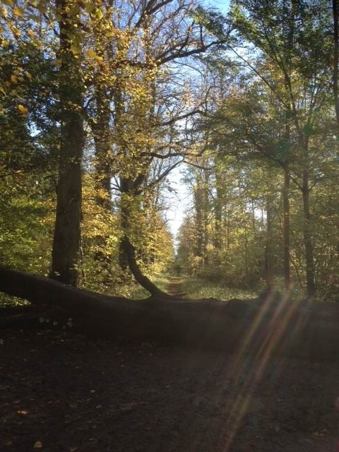 Salcey Forest Tree Top Way